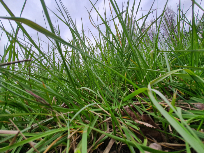 Zdjęcie przedstawia zieloną trawę