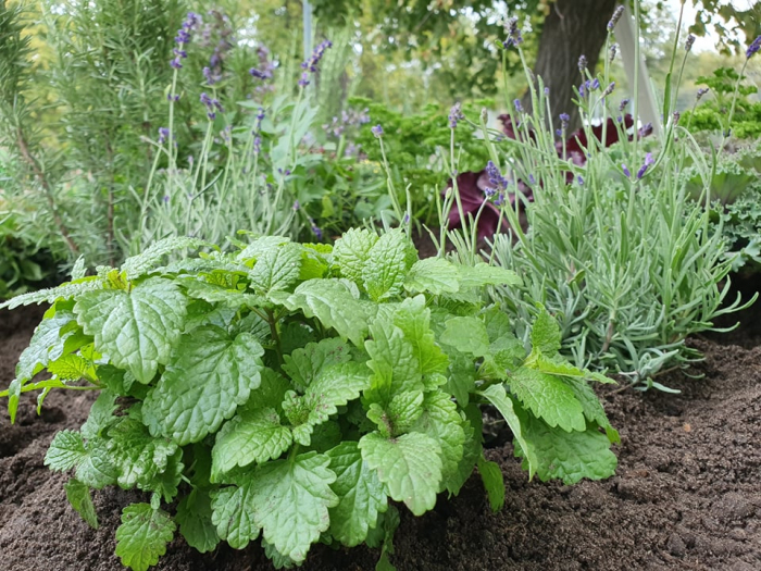 Miejskie zielniki. Smacznego!
