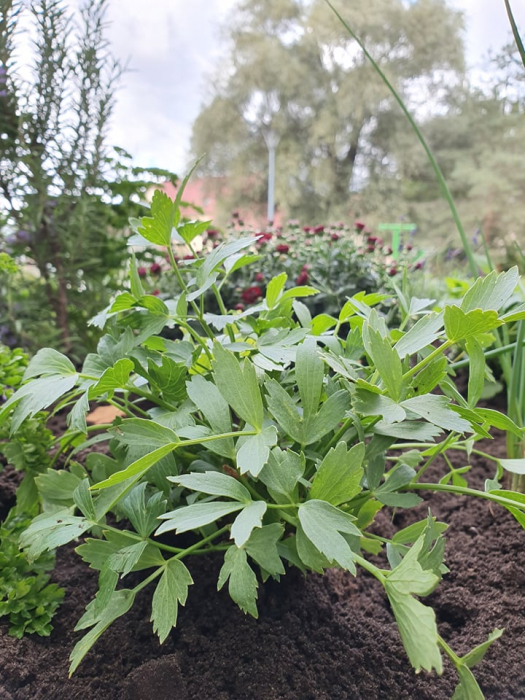 Miejskie zielniki. Smacznego!