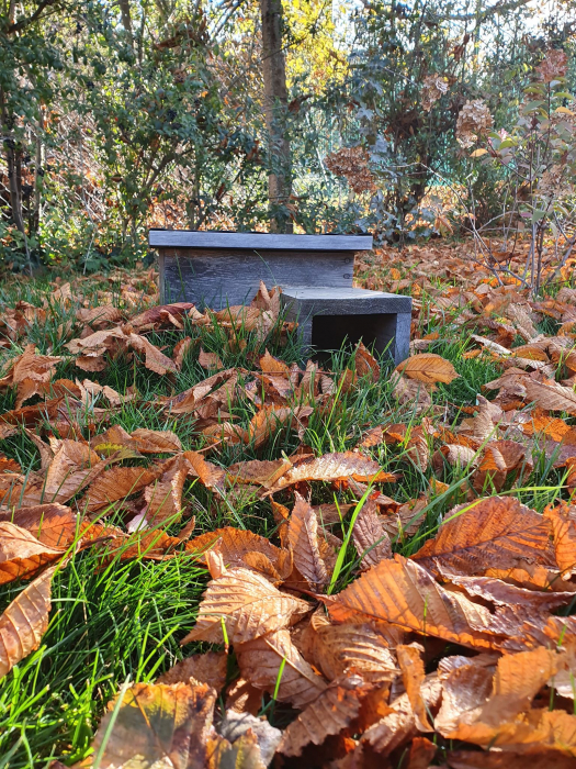Nie sprzątaj wszystkich liści. Zostaw coś dla jeży.