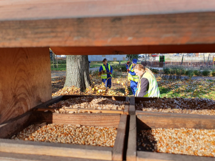Nie sprzątaj wszystkich liści. Zostaw coś dla jeży.