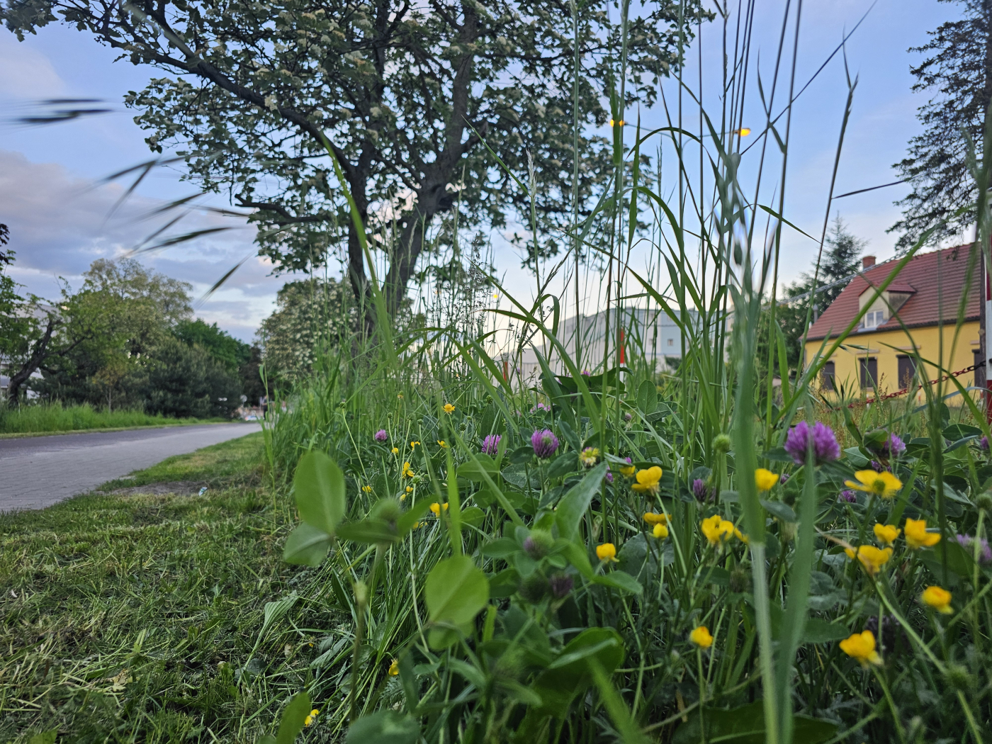 Ścieżak rowerowa z wykoszoną przy niej trawą, a obok pozostawiona trawa z kwiatami
